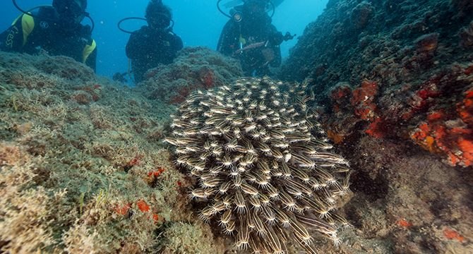 Doğu Akdeniz’de popülasyonu artan çizgili kedi balıkları su altı kamerasında