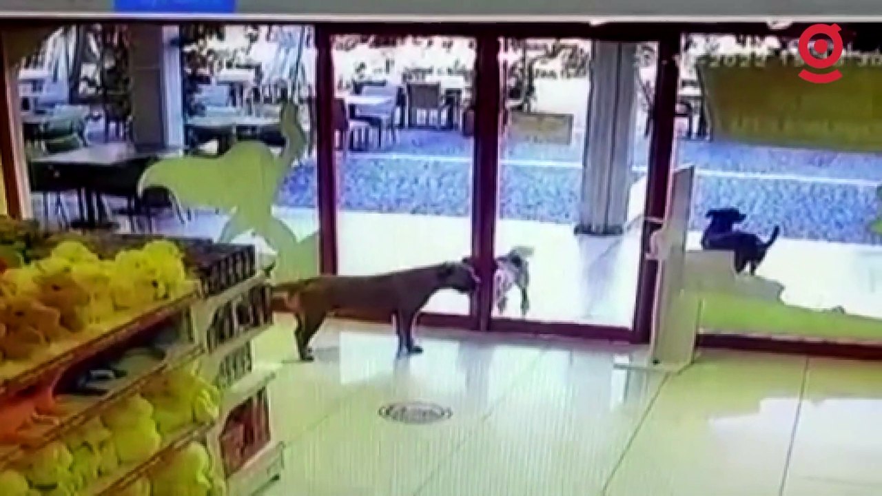 Üç köpeğin mağazadan oyuncak köpek çalması görenleri gülümsetti