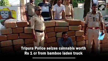 Tripura Police seizes cannabis worth Rs 1 crore from bamboo laden truck