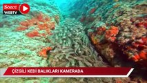 Popülasyonu artan çizgili kedi balıkları su altı kamerasında