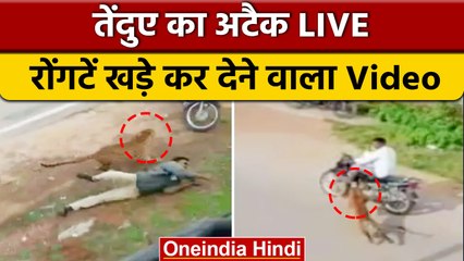 Karnataka में Leopard के अटैक का Live वीडियो, सोसाइटी में मचाया कोहराम | वनइंडिया हिंदी | *News