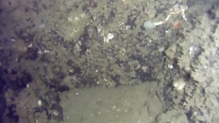 Moment 11,000-year-old fish trap discovered on ocean floor off Alaska coast