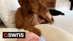 Adorable video shows the moment dog meets her newborn sibling - and completely falls in love