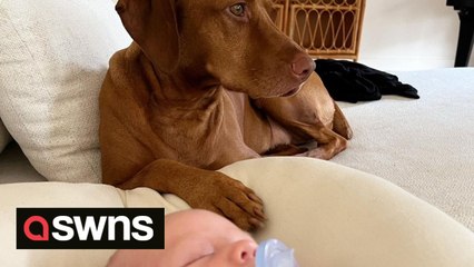 Adorable video shows the moment dog meets her newborn sibling - and completely falls in love