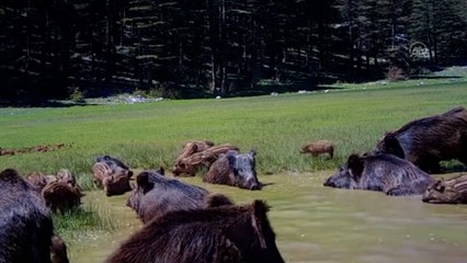 Isparta’da fotokapanlara takılan yaban hayvanlarının görüntüleri merak uyandırıyor