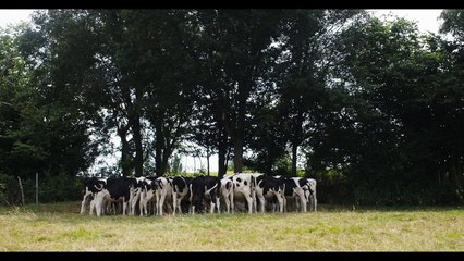 Cow Bande-annonce VF