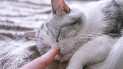 Does your cat like sleeping on your head and face? Here is why