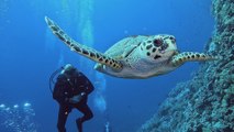 Requins et tortues au menu des papys plongeurs de Wapi