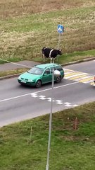Cow Waits for Crosswalk Escort