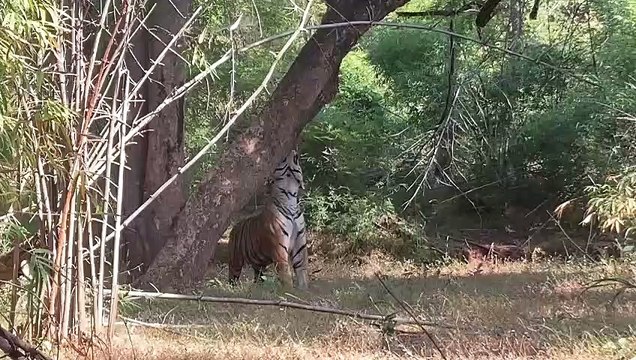 Bandhavgarh Tiger Reserve : पर्यटकों की पहली पसंद भीम पेड़ पर चढ़ रहे बाघ ने लोगों को किया रोमांचित