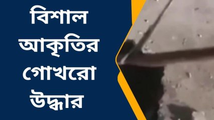 এত বড়! ঢোকাতে গিয়ে বেগ পেতে হলো যুবককে! দেখুন ভিডিয়ো