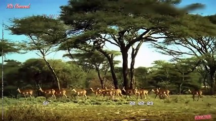 Animals Fighting For Foods Hyena Cornered by Wild Dogs  - Hyena fled the hunt from Wild Dog