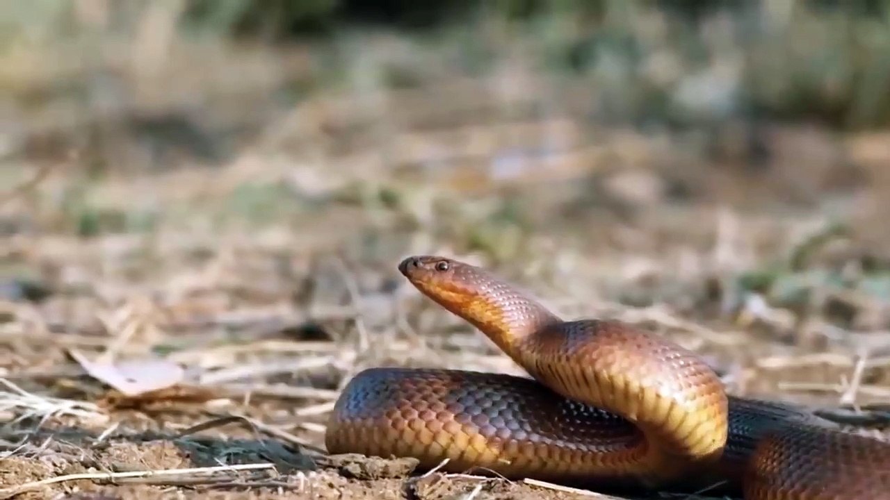 Snake Vs Honey Badger Fight To Death - Honey Badger Take Down Snake - Big Battle In The Desert