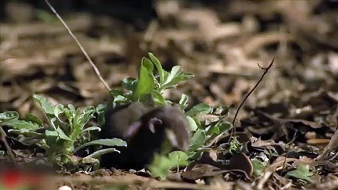 MONGOOSE VS KING COBRA - Mongoose To Take Down Snake For 2 Minutes - Amazing Wild Animals Attack