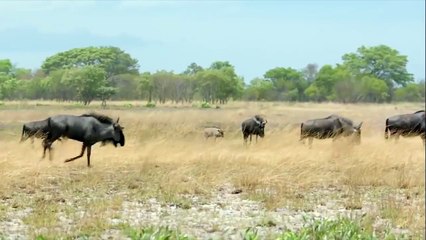 Wildebeest Vs Cheetah - Wildebeest Fight Back Cheetah - Wildebeest Launches Cheetah Into The Air