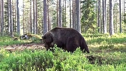 Top 10 Best Bear Fights Animal Fight