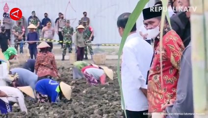 Presiden Optimistis Indonesia Bisa Swasembada Gula
