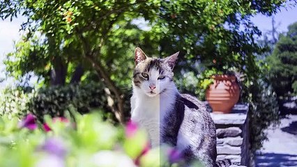 globellColor+ - Magic Lens Cap & Distance Color Calibration