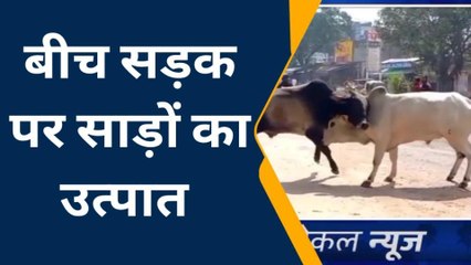 एटा: बीच सड़क पर सांडों के उत्पात से लोगों में मची अफरा-तफरी, वीडियो वायरल