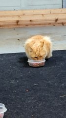 Feeding Cats of All Types