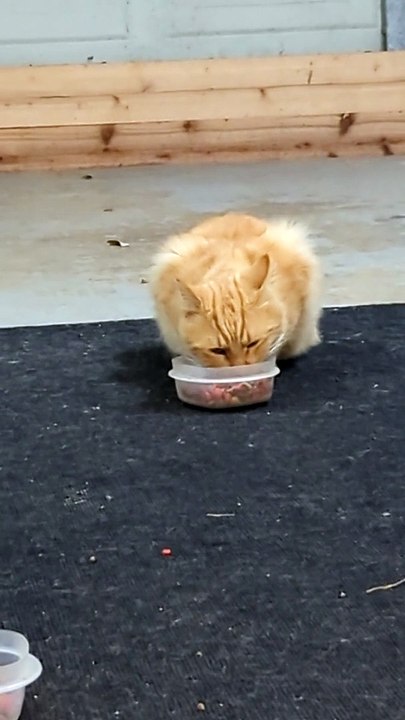 Feeding Cats of All Types