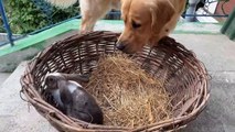 Gentle Golden Retriever Meets A Bunny For The First Time