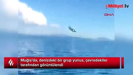 Vatandaşlar telefona sarıldı! Akbük Koyu'nda yunus sürüsü görüntülendi