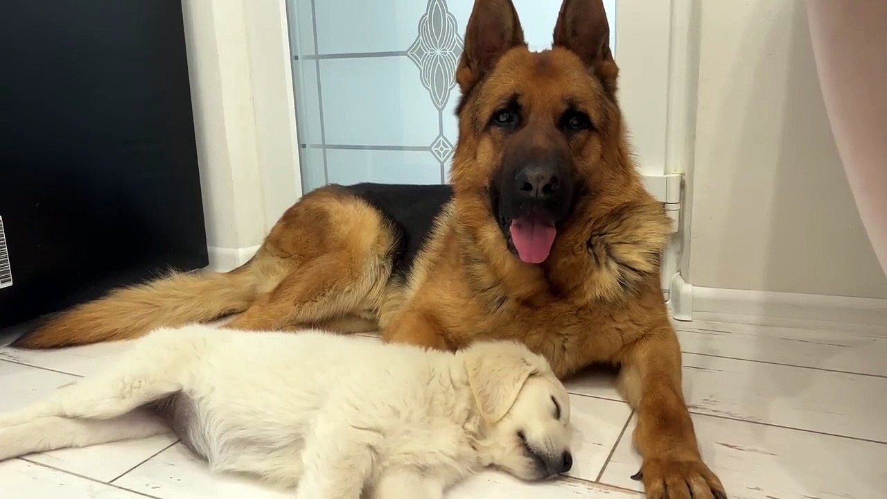 German Shepherd and Golden Retriever Puppy Fight Against Sleep
