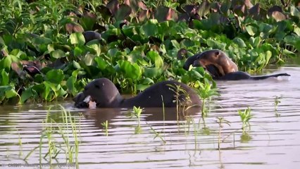 15-Deadliest-River-Monsters-Of-The-Amazon river