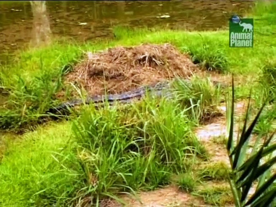 Crocodile Hunter Staffel 2 Folge 3 HD Deutsch