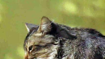 Video Of A Tabby Cat