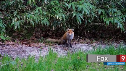 Top 10 Animals that dont Like Humans