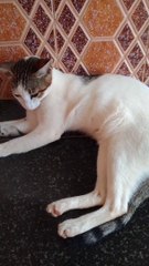 Cute Sweet Lovely Cat Video