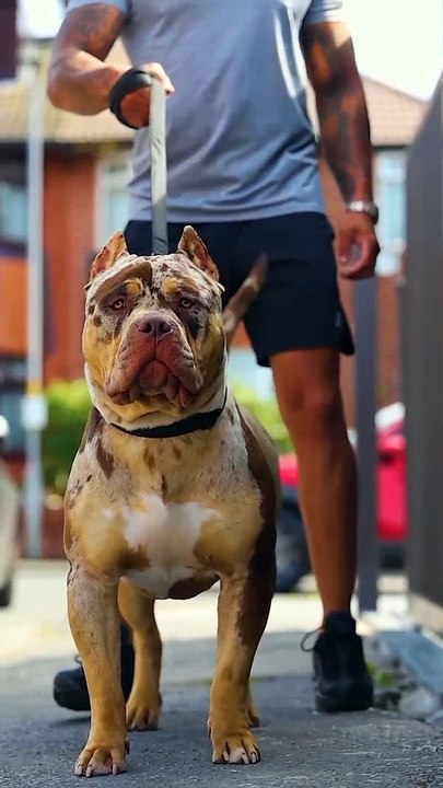 Respect for dog 
