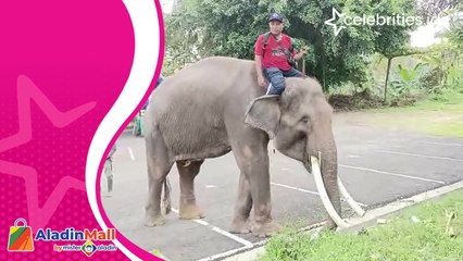 2 Gajah Sumatra Jadi Penghuni Seruling Mas Zoo, Wisatawan Makin Terhibur