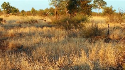 Craziest animal attacks - Lions, leopard, huenas, python - Animal fights