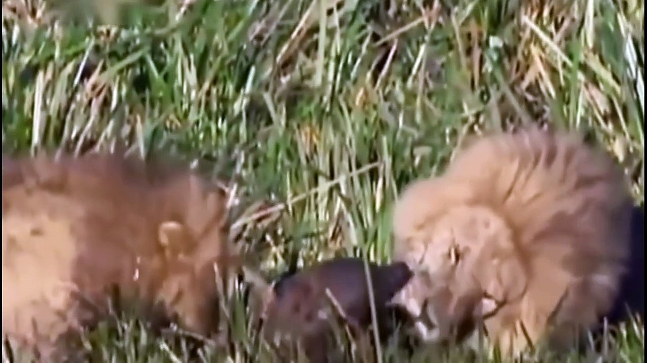 Lions attack hyena