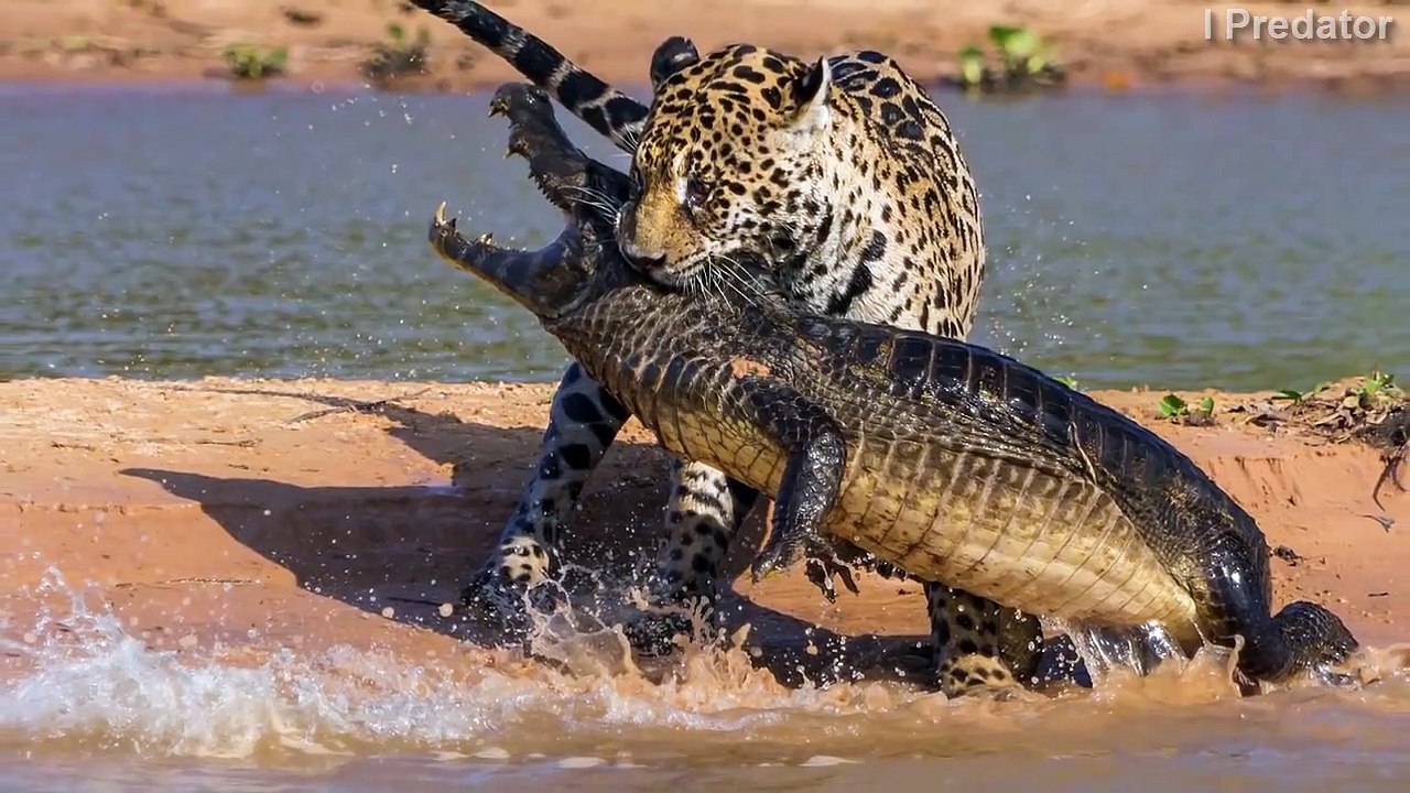 Top 10 Craziest animal fights caught on camera!...