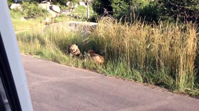 Animals attack - Lions fight - Hyenas attack lions, buffalo, antelopes