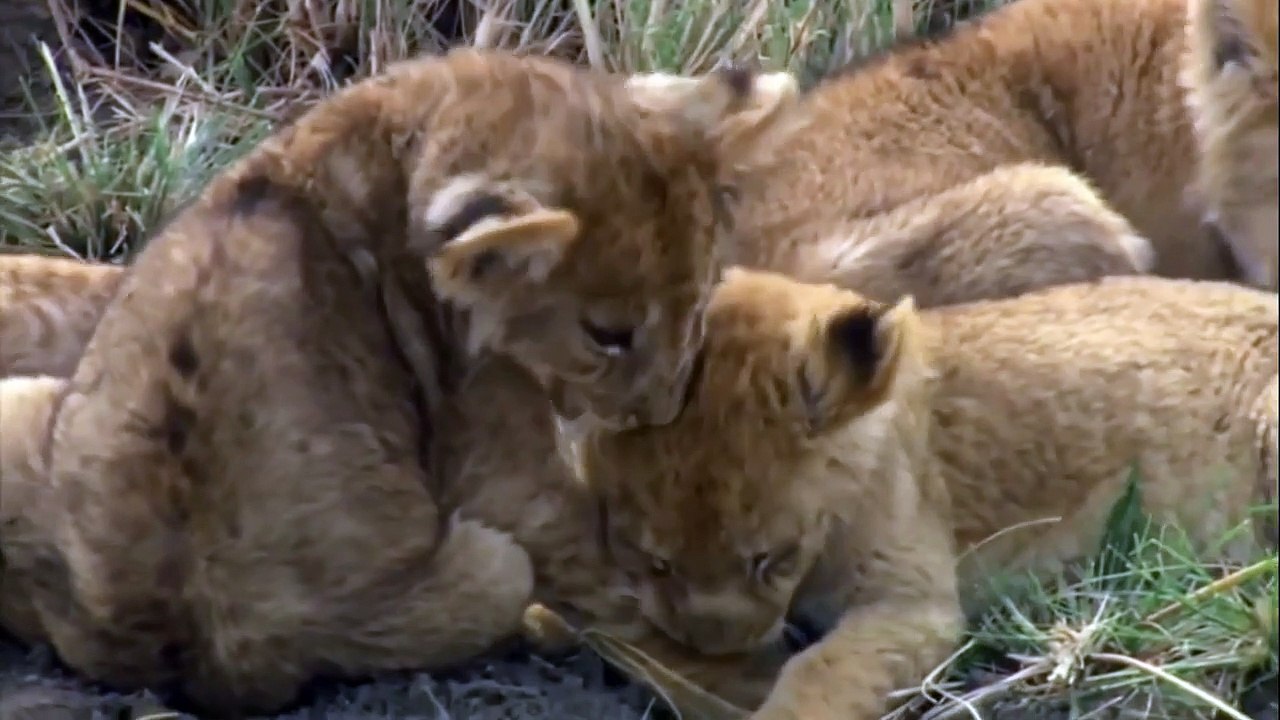 Craziest Animal Fights   lions fights - lions attacks a zebra antelope