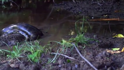 Craziest Animal Attacks - Lions vs huenas and elephants - Anaconda attack