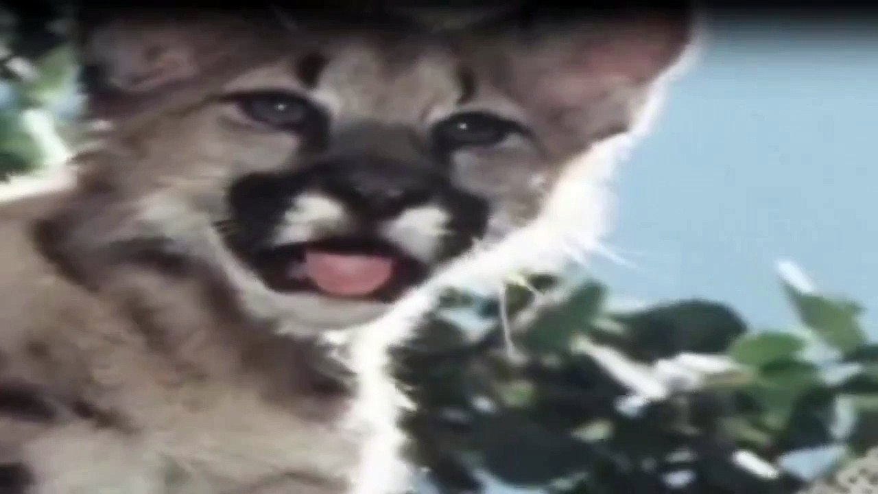 Der Mann in den Bergen Staffel 2 Folge 5 HD Deutsch