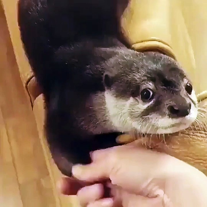 THE VOICE OF A POOR Otter