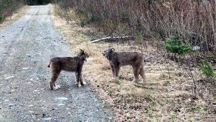 Who growls stronger Lynx vs Lynx