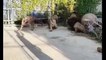 Animals Fights! Tigers Vs Lions & Bear! Epic Tiger Fights