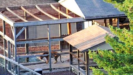 Animals that attacked their owners