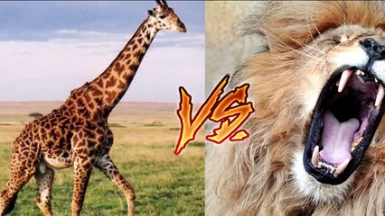 Craziest Animal Fights Caught On Camera