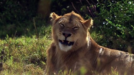 Animal Babies First Year On Earth Staffel 1 Folge 1 HD Deutsch