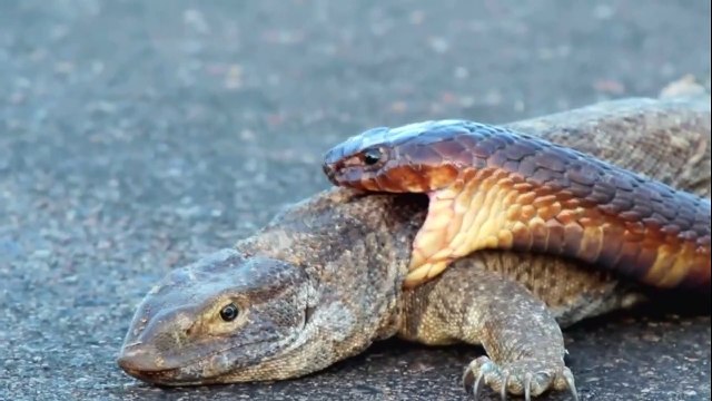 Exclusive! King Cobra Attacks Komodo Dragon Snake Fight