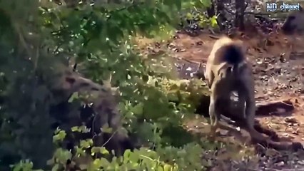 Animals Attack! Hyenas kill Leopard! Epic Tiger Attacks